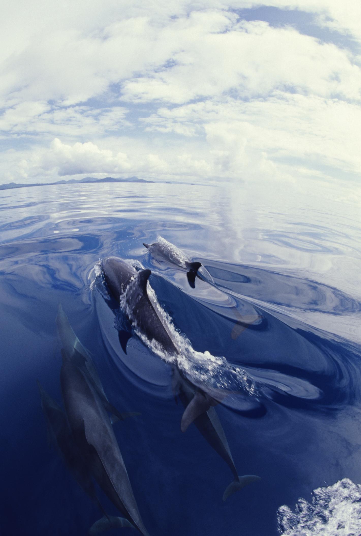 海豚在水中跳跃